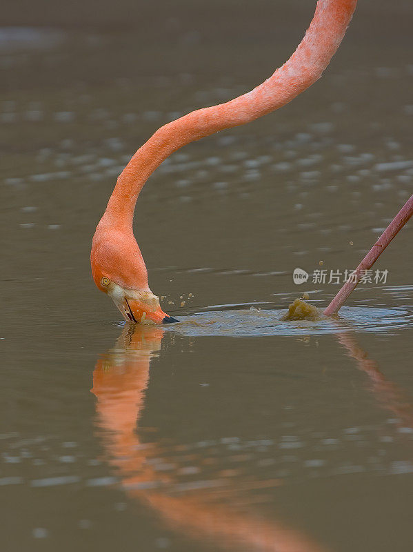 美洲火烈鸟(Phoenicopterus ruber)是一种大型火烈鸟，与大火烈鸟密切相关。厄瓜多尔;加拉帕戈斯群岛;加拉帕戈斯群岛国家公园。蓬塔鸬鹚，佛罗里达岛。喂食。